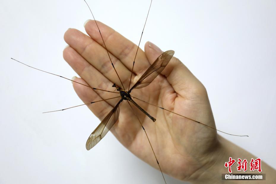 奶逗直播