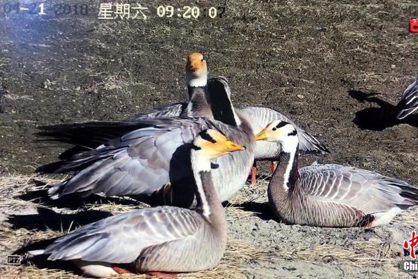 乐舞直播截图2