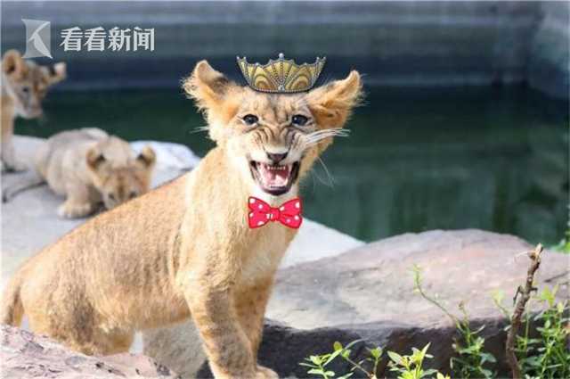 纯色直播