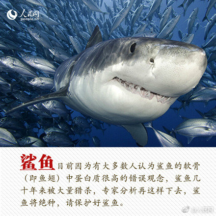 专业流媒体门户