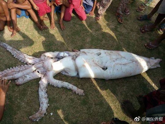 女仆直播截图4