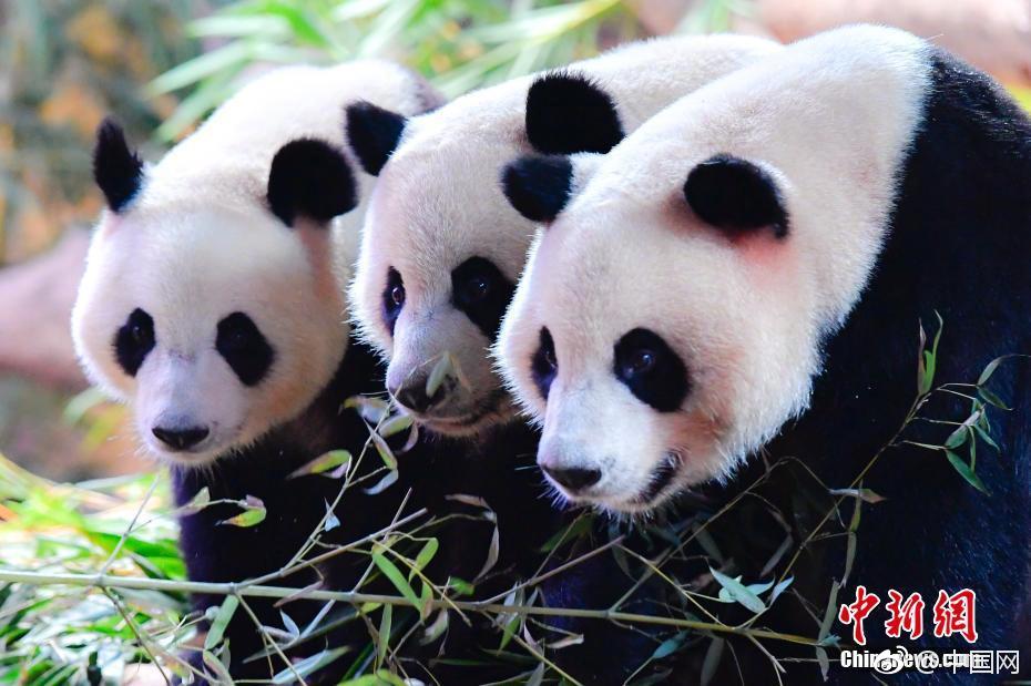 佑宁直播截图3