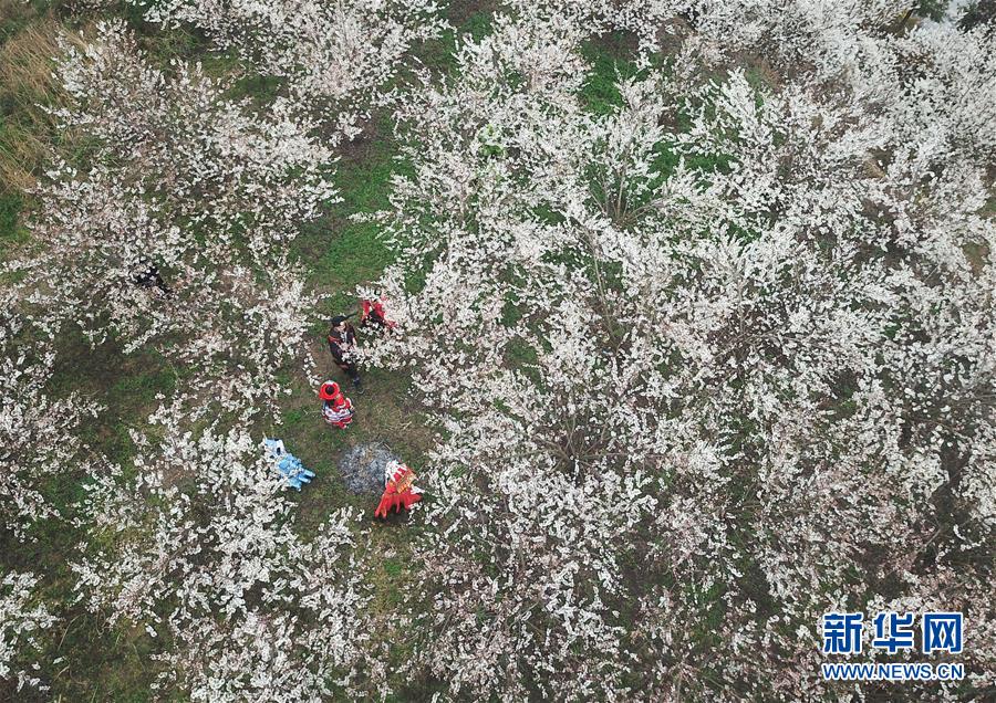 花漾直播