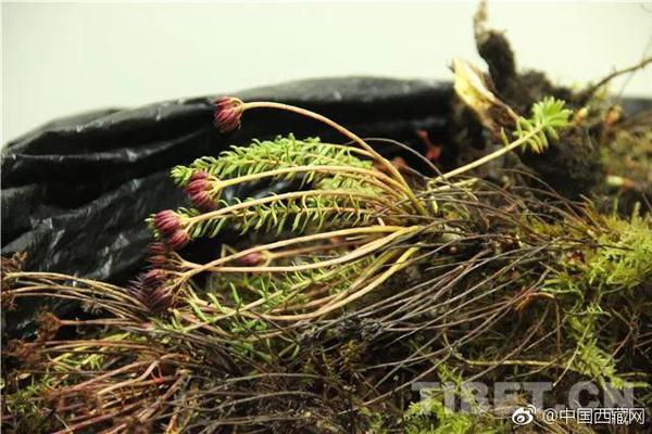 专业同步框架