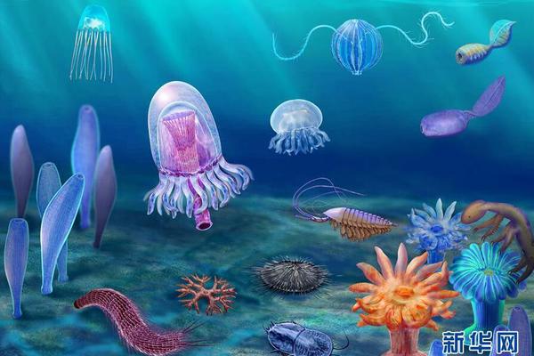 虾皮直播截图预览2