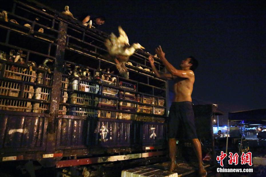 蜜牙直播