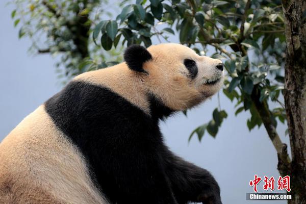扁桃直播
