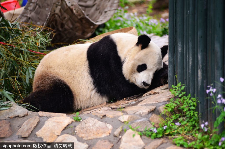 烈豹直播