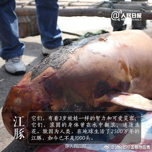 茶香直播