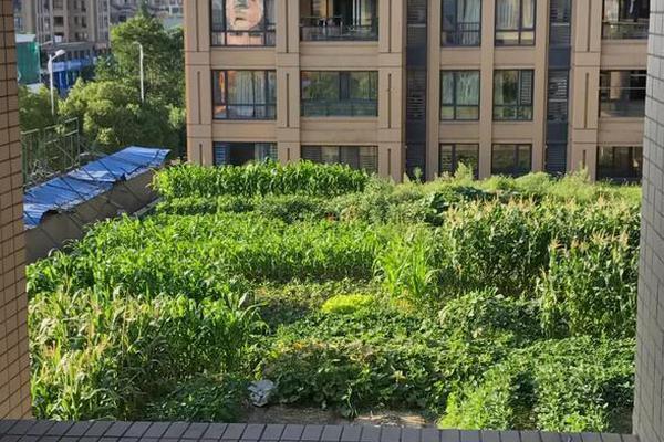 智能编程解决方案