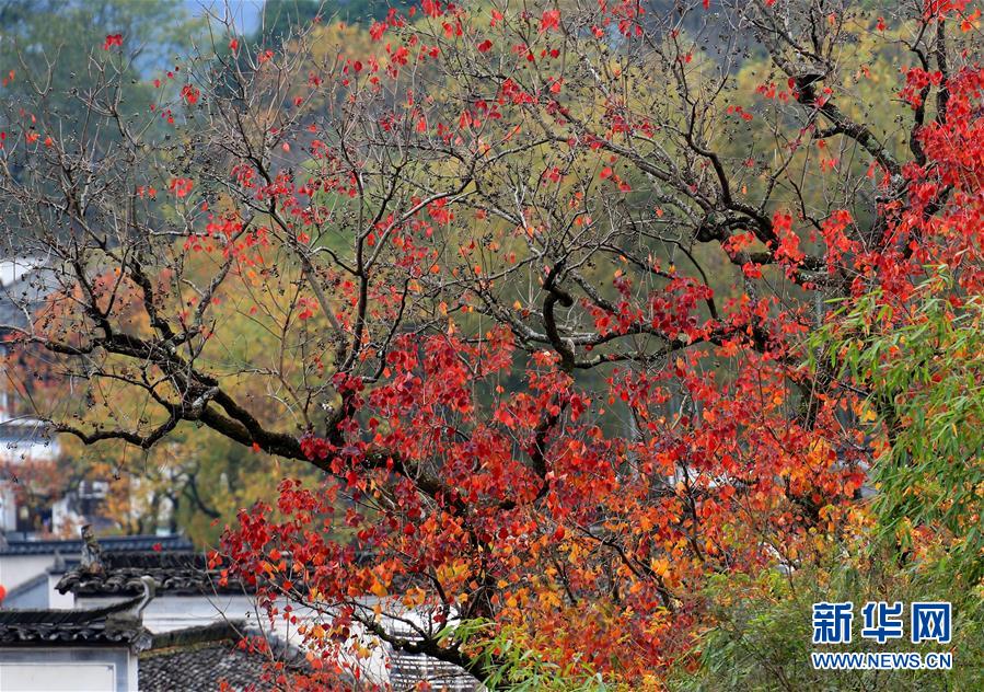 兔咪直播截图3