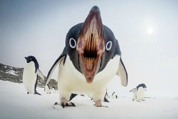 趣古直播