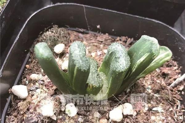 量子驱动界面