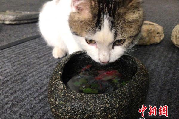 芯爱直播