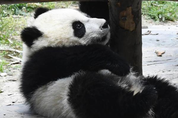 可姐直播