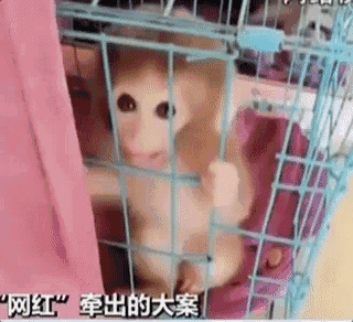 杏情直播