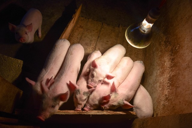 唐缘直播截图预览0