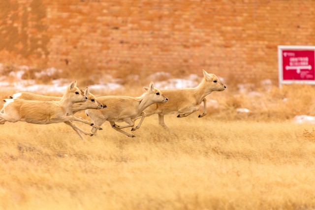 马克西绝平三分前尼克斯没犯规！巴克利：这是个愚蠢的舉动-