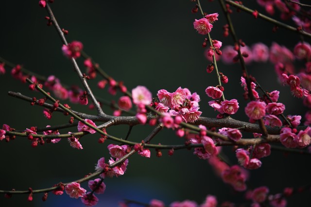 花一直播