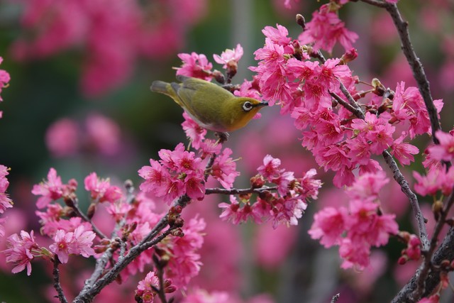 桃柚直播截图预览3