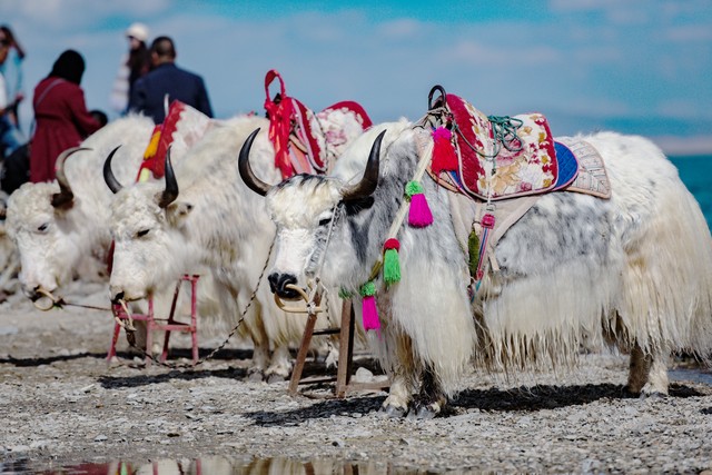 出战70场常规赛生涯新高！锡安：这绝对是朝正确方向迈出的一步-