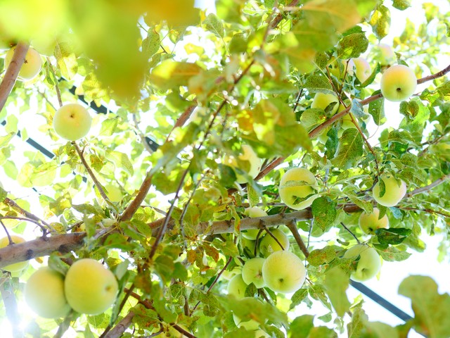 图片報：利物浦阿森纳有意帕乔，红军想今夏就买他后租回法兰克福-