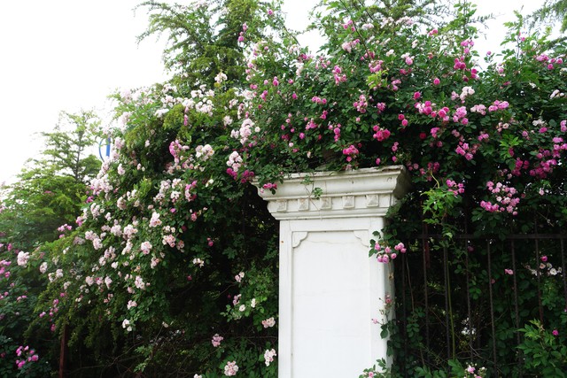 直播词库截图预览4