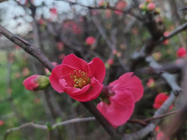 踢球者：德里赫特预计能赶上次回合对阵皇马，他将与戴尔搭档首发-