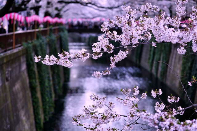 苹果直播