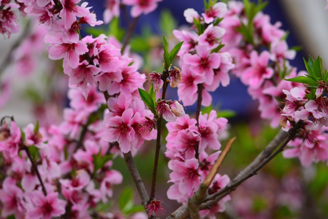 大帝直播截图预览3