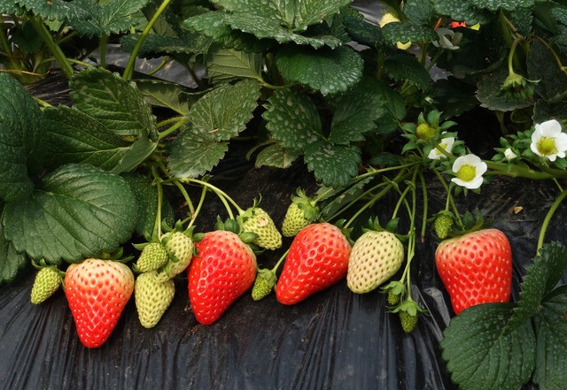 路咪直播截图预览0