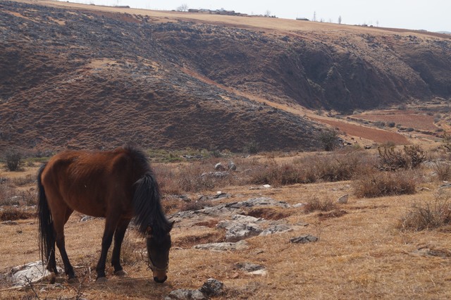 烈豹直播截图预览1