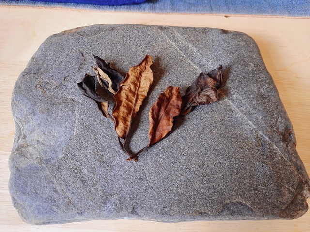 色狐直播截图预览3