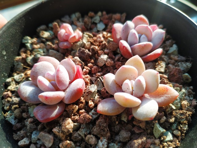 蝶蝶直播截图预览3