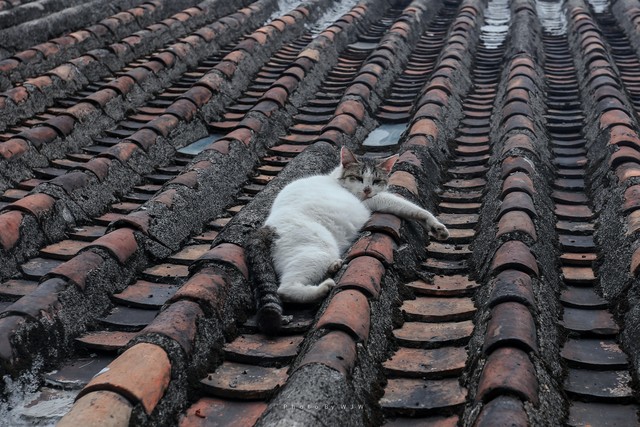 夜狼直播截图预览1