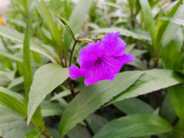 魅影直播app怎么直播