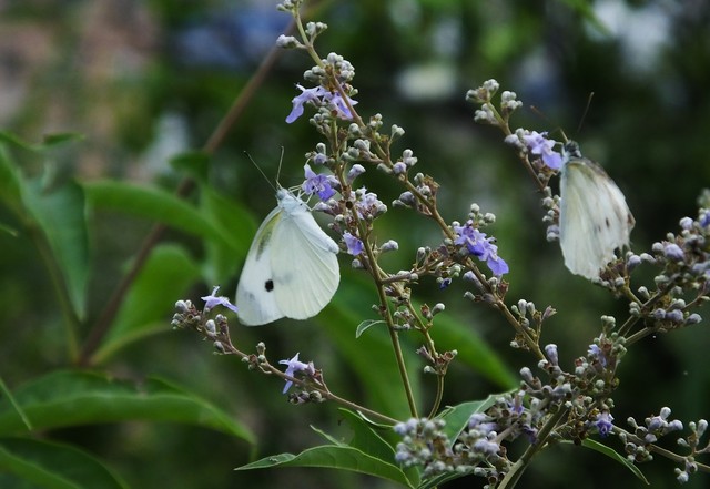 战報｜乔瓦尼推射破门！广西平果哈嘹国晶1:0击败云南玉昆-