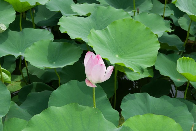 鑫月直播