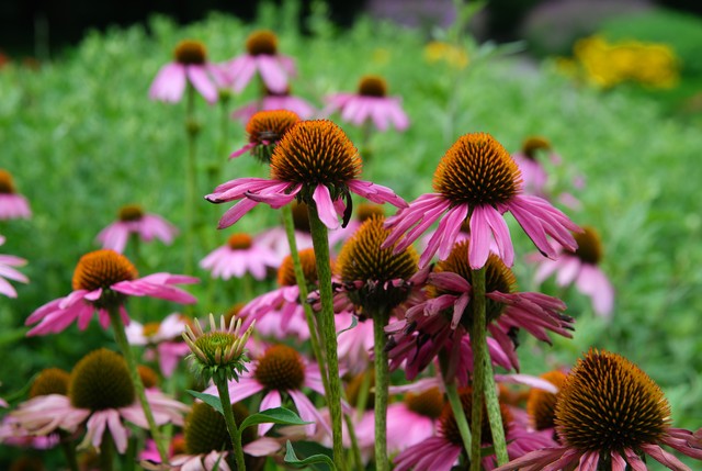 云夜直播截图预览3