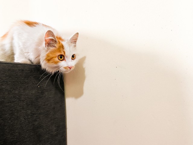 猫博直播截图4