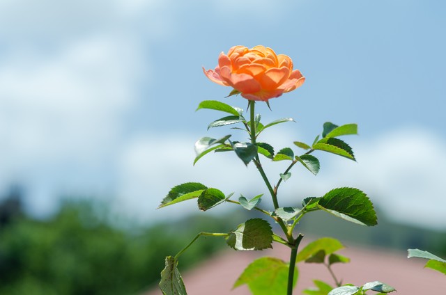 校花直播
