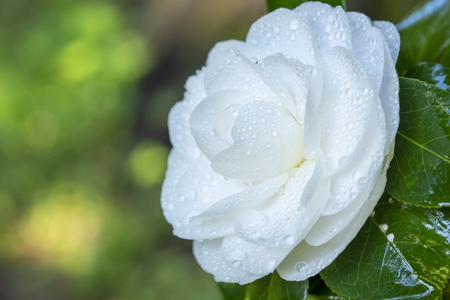 隔壁直播截图预览0