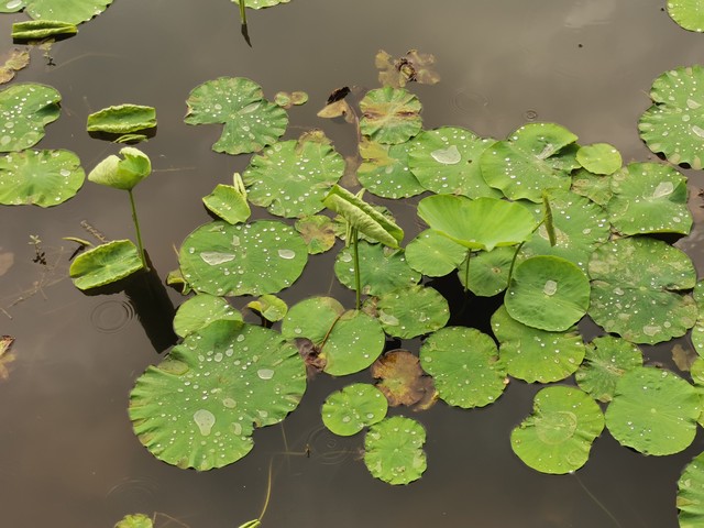 夏瑶直播
