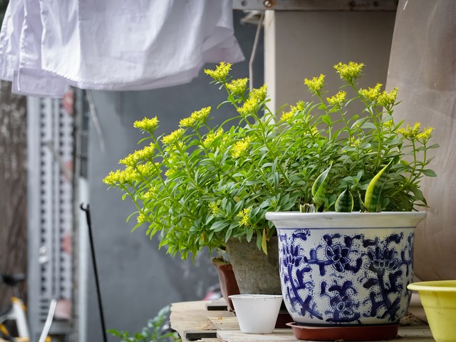 萆莓直播
