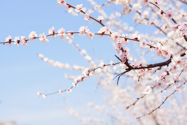 毕夏直播截图预览3