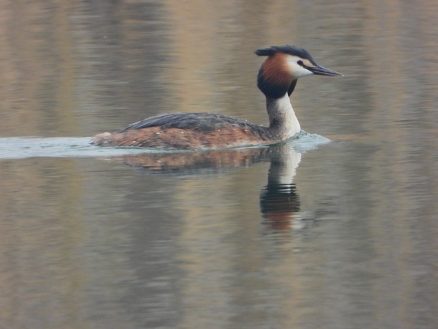 大帝直播截图预览2
