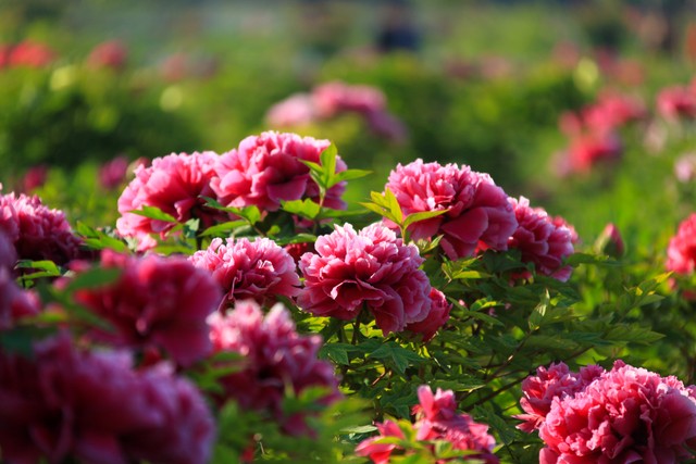 蒜米直播截图预览2