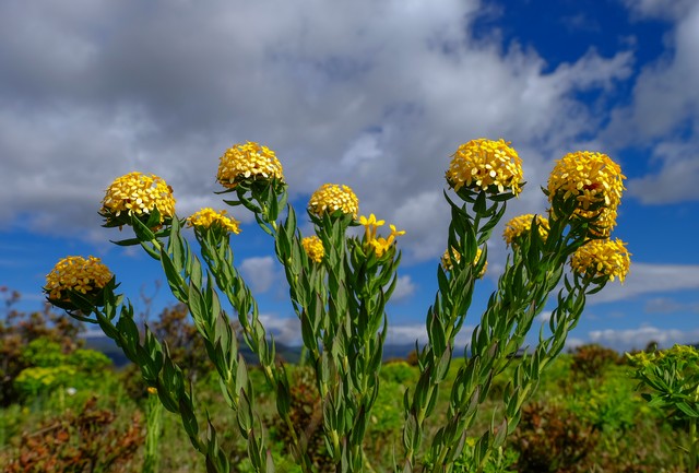 花束直播截图预览2