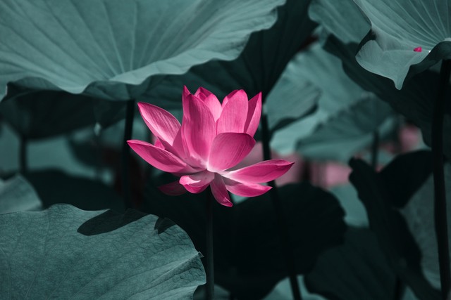 云花直播
