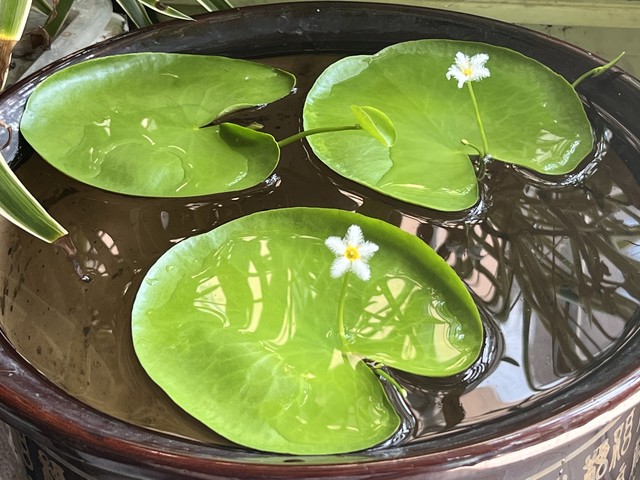 弹豆直播截图2